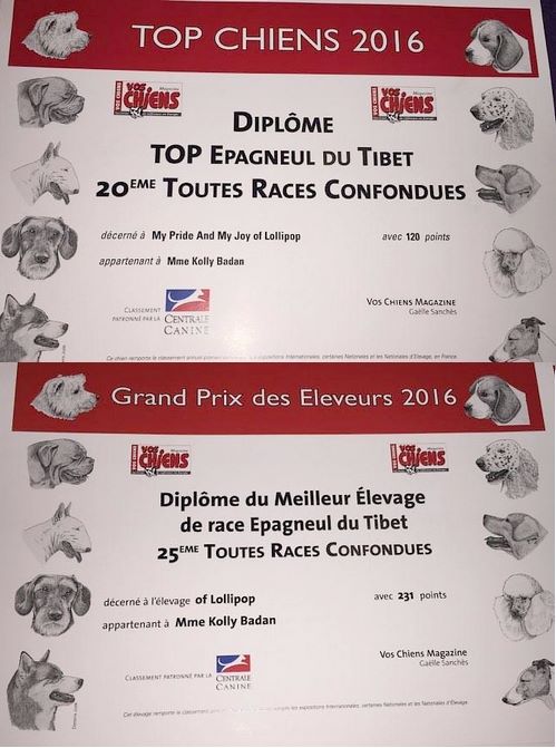 of lollipop - Top Kennel & Tibetain Spaniel France 2016