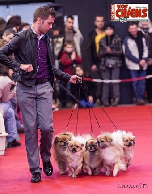 of lollipop - Top Kennel in the Breed - France 2012 -