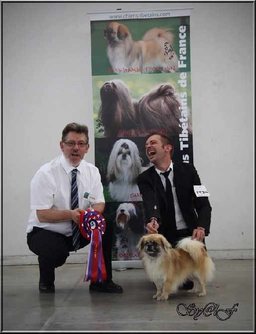 of lollipop - International & Special Tibetan Breeds Show Montpellier