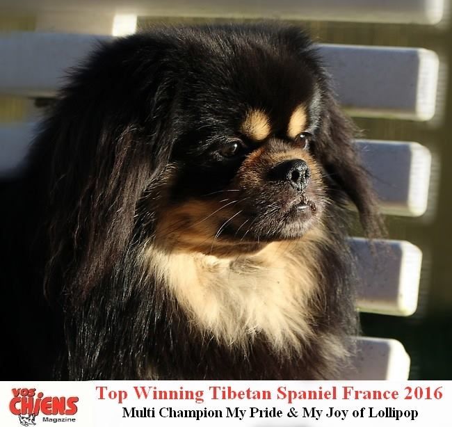 of lollipop - Top Tibetain Spaniel France 2016