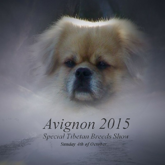 of lollipop - Sunday Avignon Special tibetan breeds show