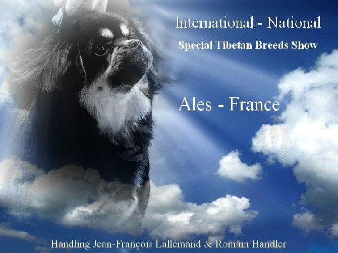 of lollipop - Ales international & Special Tibetain Breeds Show