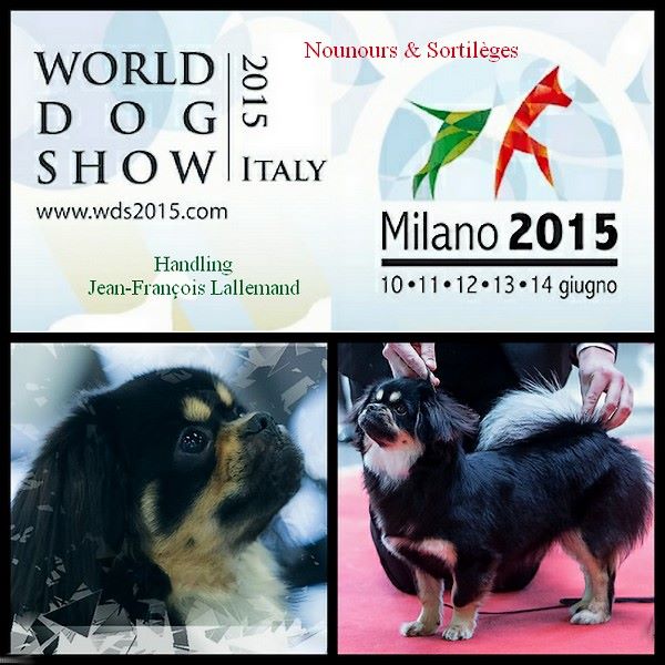 of lollipop - World Dog Show Milan 2015