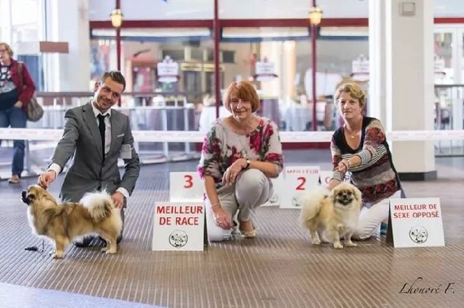 of lollipop - Saturday Special Tibetan Breeds Show Metz 2014