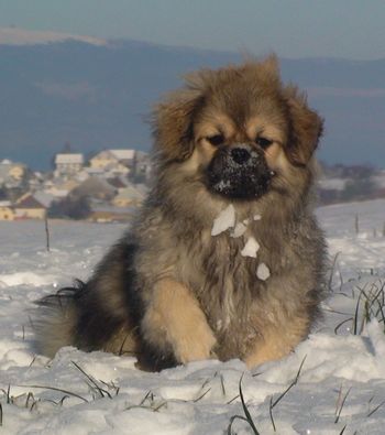 of lollipop - New Snow Pictures - Nouvelles Photos Neige