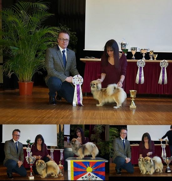 of lollipop - National & Tibetan Spaniel Show Martigny 2018