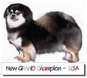 of lollipop - New GRAND Champion USA