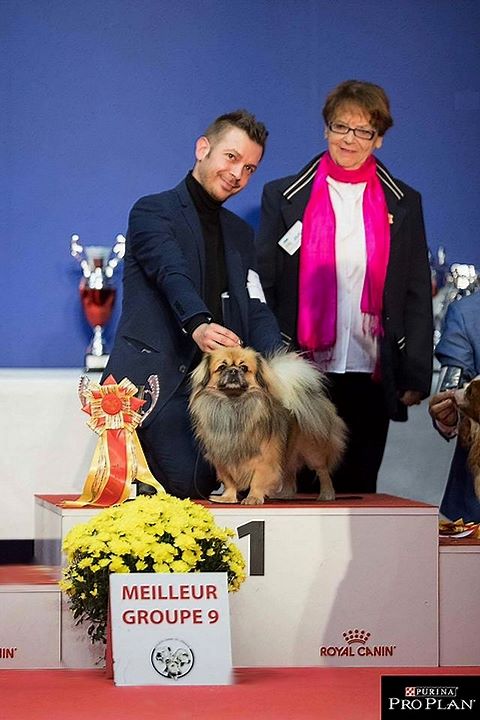 of lollipop - National & Special Tibetain Breed Show Saturday Metz 2017