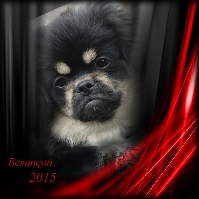 of lollipop - International Dog Show Besançon 2015