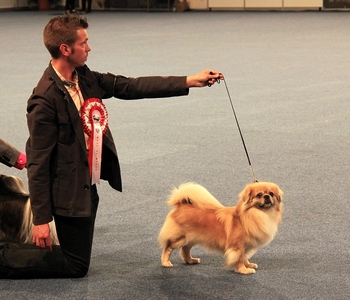 of lollipop - World Dog Show 2012 - Austria