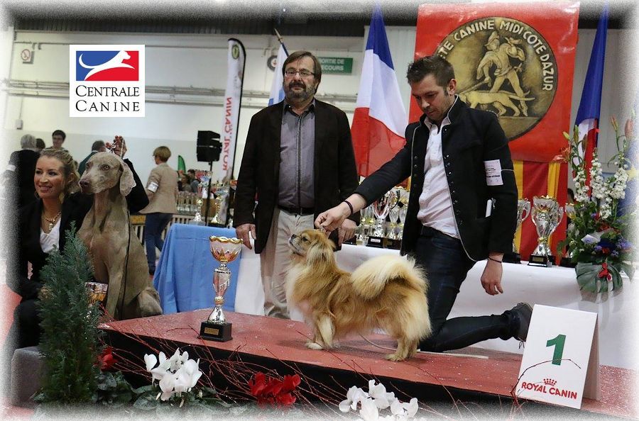 of lollipop - Best in Show Veteran Marseille 2015