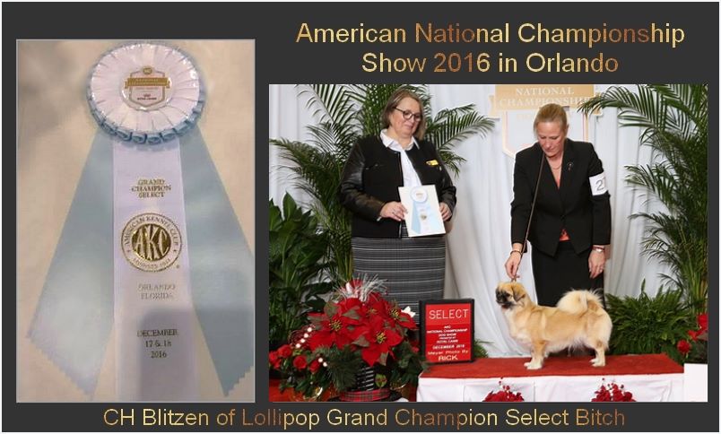 of lollipop - American National Championship Show 2016
