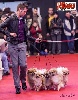  - Top Kennel in the Breed - France 2012 -