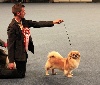  - World Dog Show 2012 - Austria