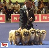  - Top Kennel in the Breed - France 2013