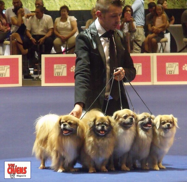of lollipop - Top Kennel in the Breed - France 2013