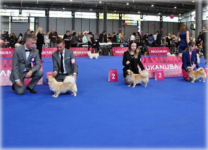 of lollipop - European Dog Show Brno 2014 - CZ / 2