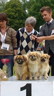 of lollipop - BEST in Show Breeding Group