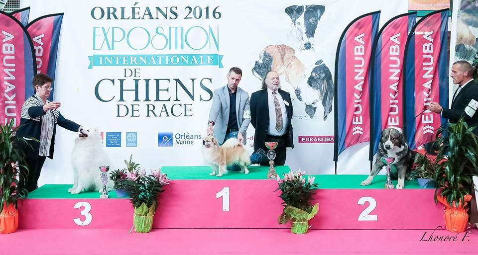 of lollipop - Best in Show Veteran Orléans 2016