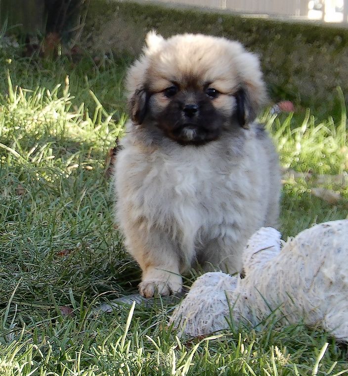 of lollipop - Chiot disponible  - Epagneul tibetain