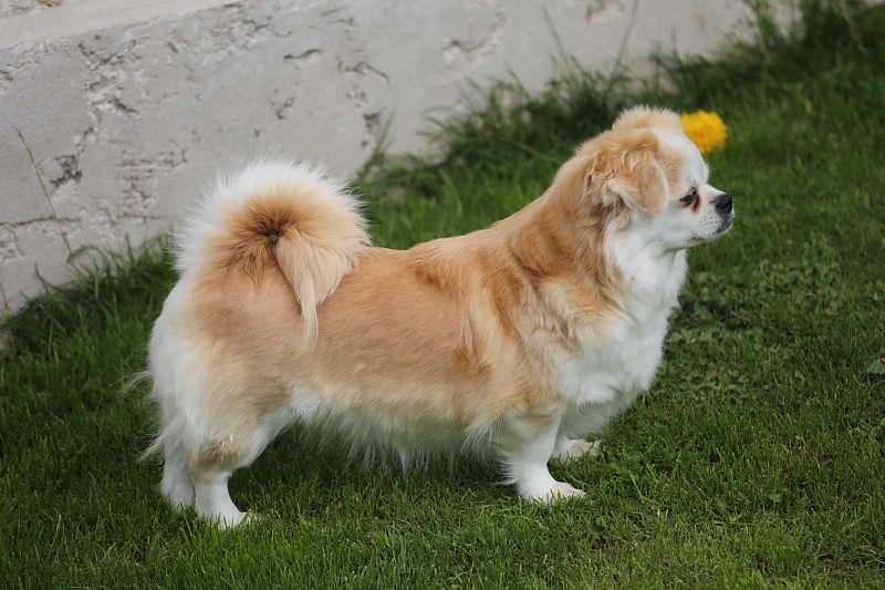 CH. Orange blossom of lollipop