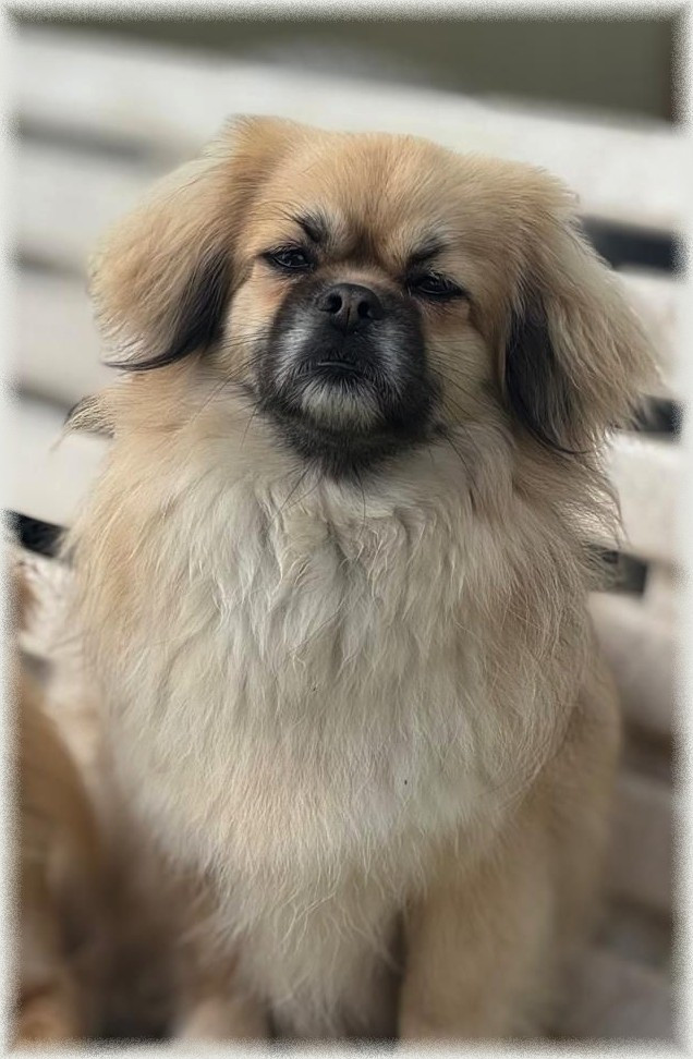 CH. Tribute to love of lollipop