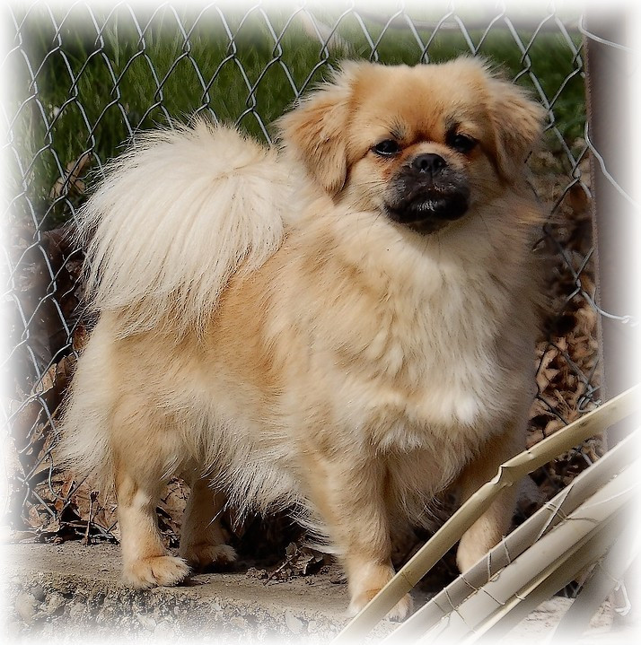 International & National Show Varese - Italy