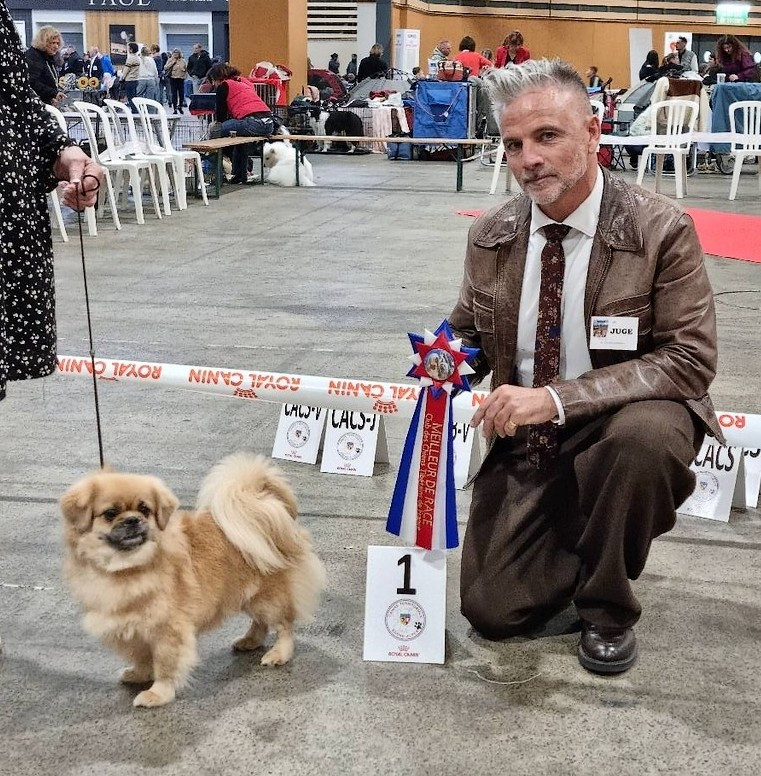 of lollipop - Internationale - Nationale - Special de Race Tibétaine - Qualification Crufts - Exposition de Lyon 12 Avril 2026