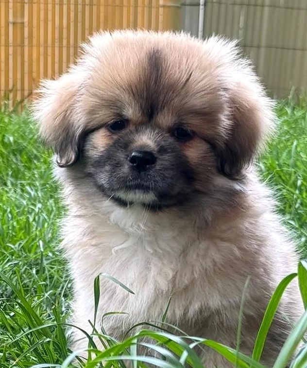 Chiot Mâle de disponible