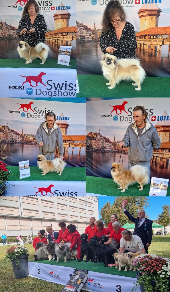 3 shows Luzern 2025 Edition