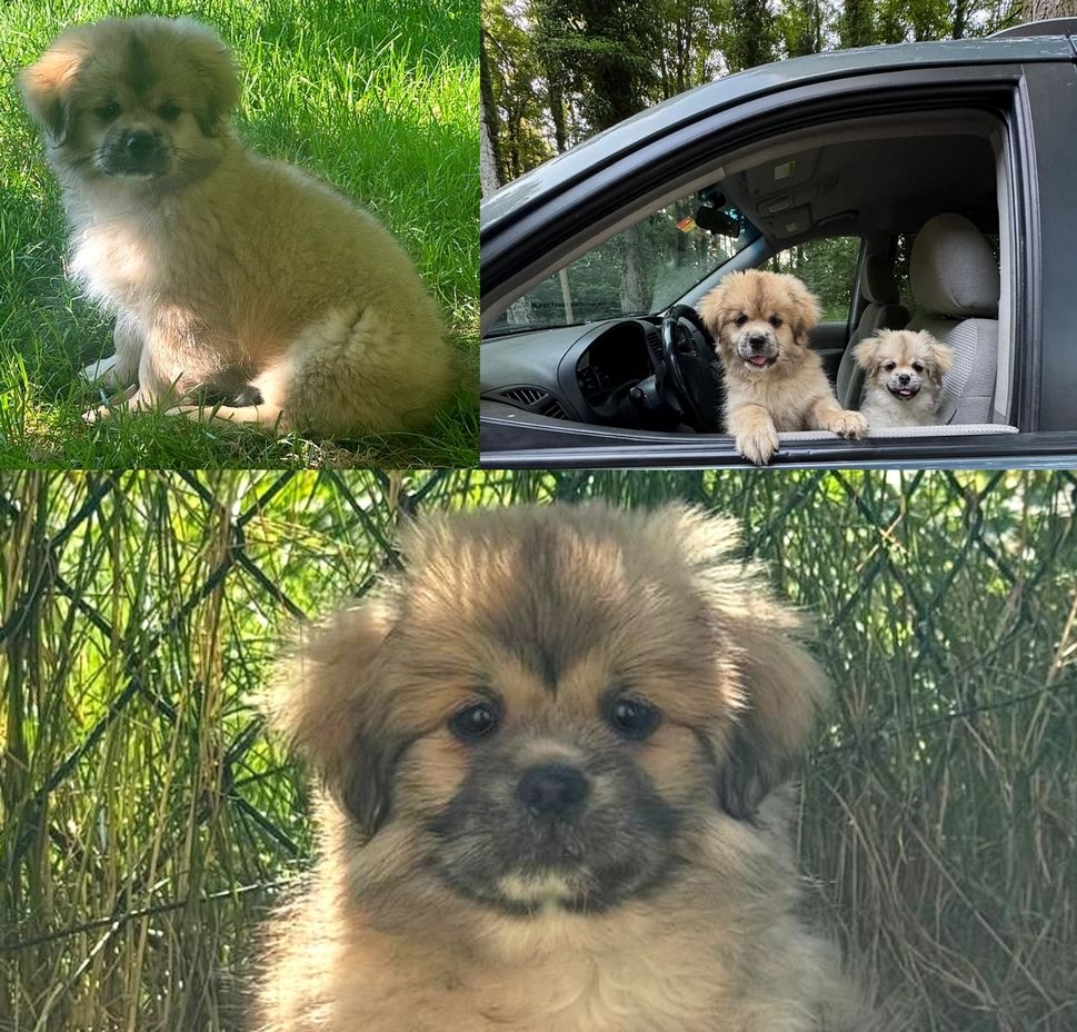 Adorable Chiot Mâle de Disponible 