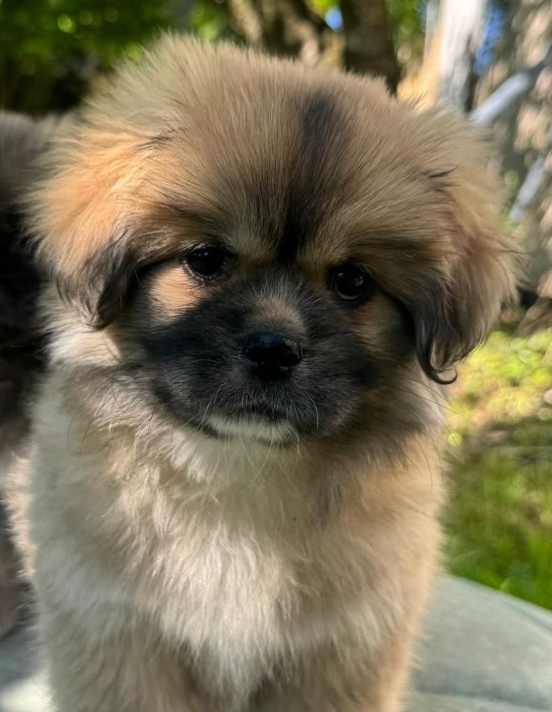 of lollipop - Chiots disponibles - Epagneul tibetain